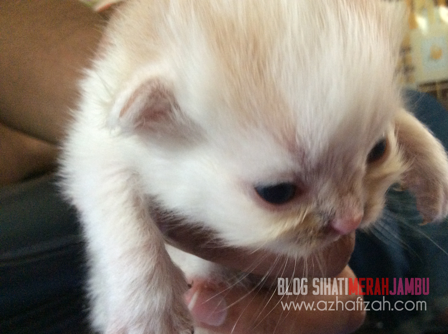 White dan Orange mix breed kittens