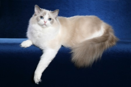 Ragdoll Cats | Fun Animals Wiki, Videos, Pictures, Stories