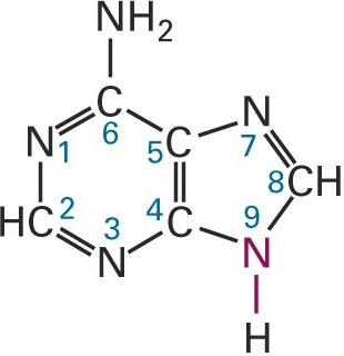 Adenine Structure