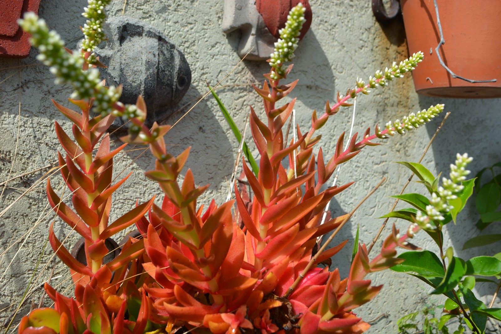 Plantas suculentas y niños