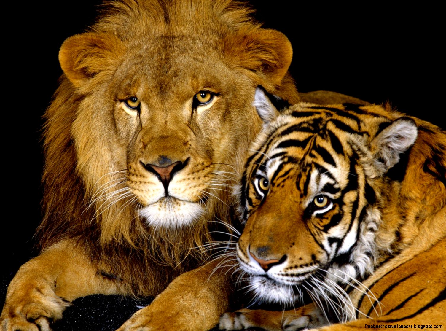 Lions and Tigers