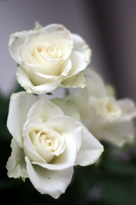 valkoiset ruusut