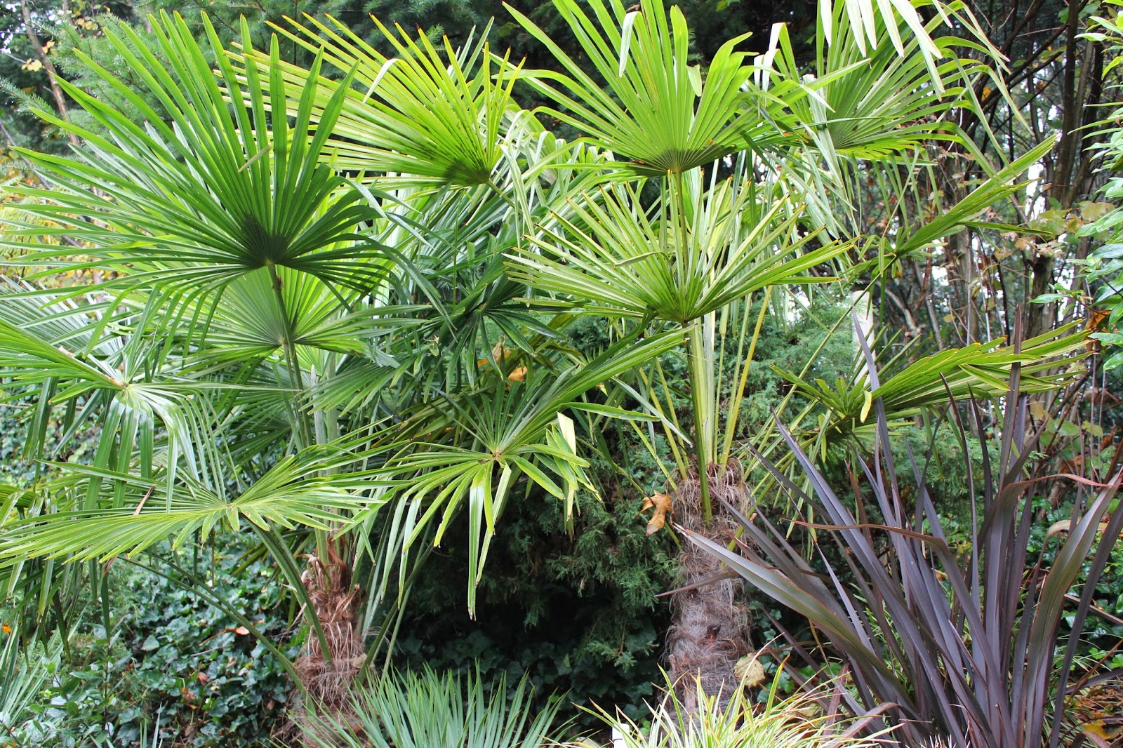 Parallel 49 palms and exotics the palm count
