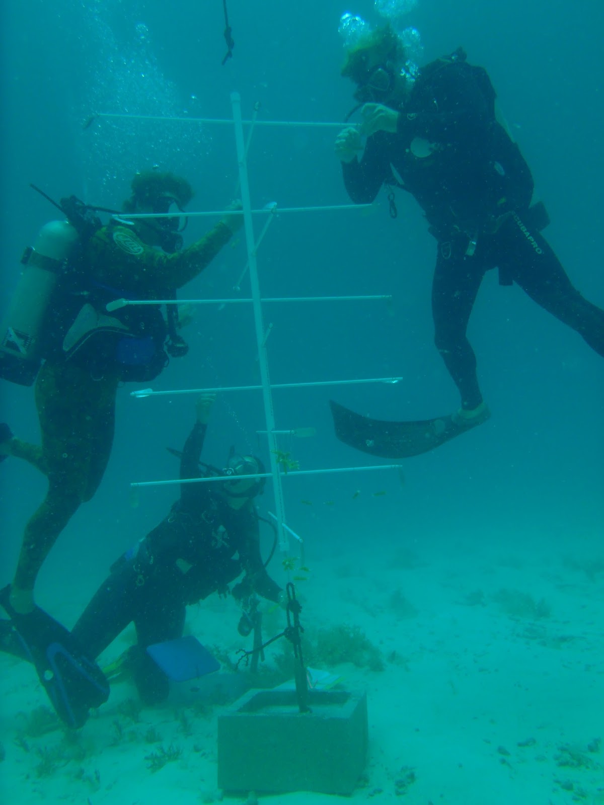 Keys Marine Laboratory Blog AAUS Diver Proficiency