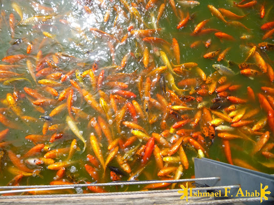 Koi fishes at Nuvali Park
