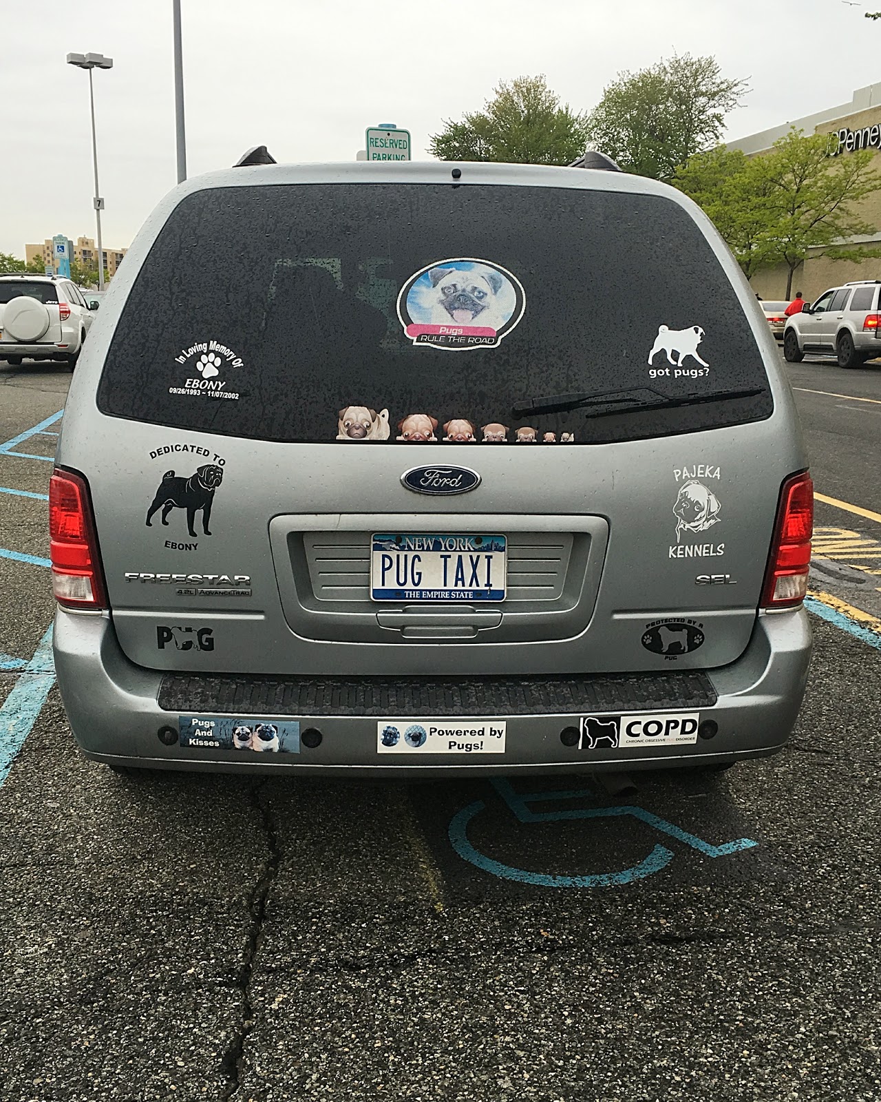 pug license plate
