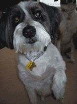 dog with enlarged heart dog with enlarged heart