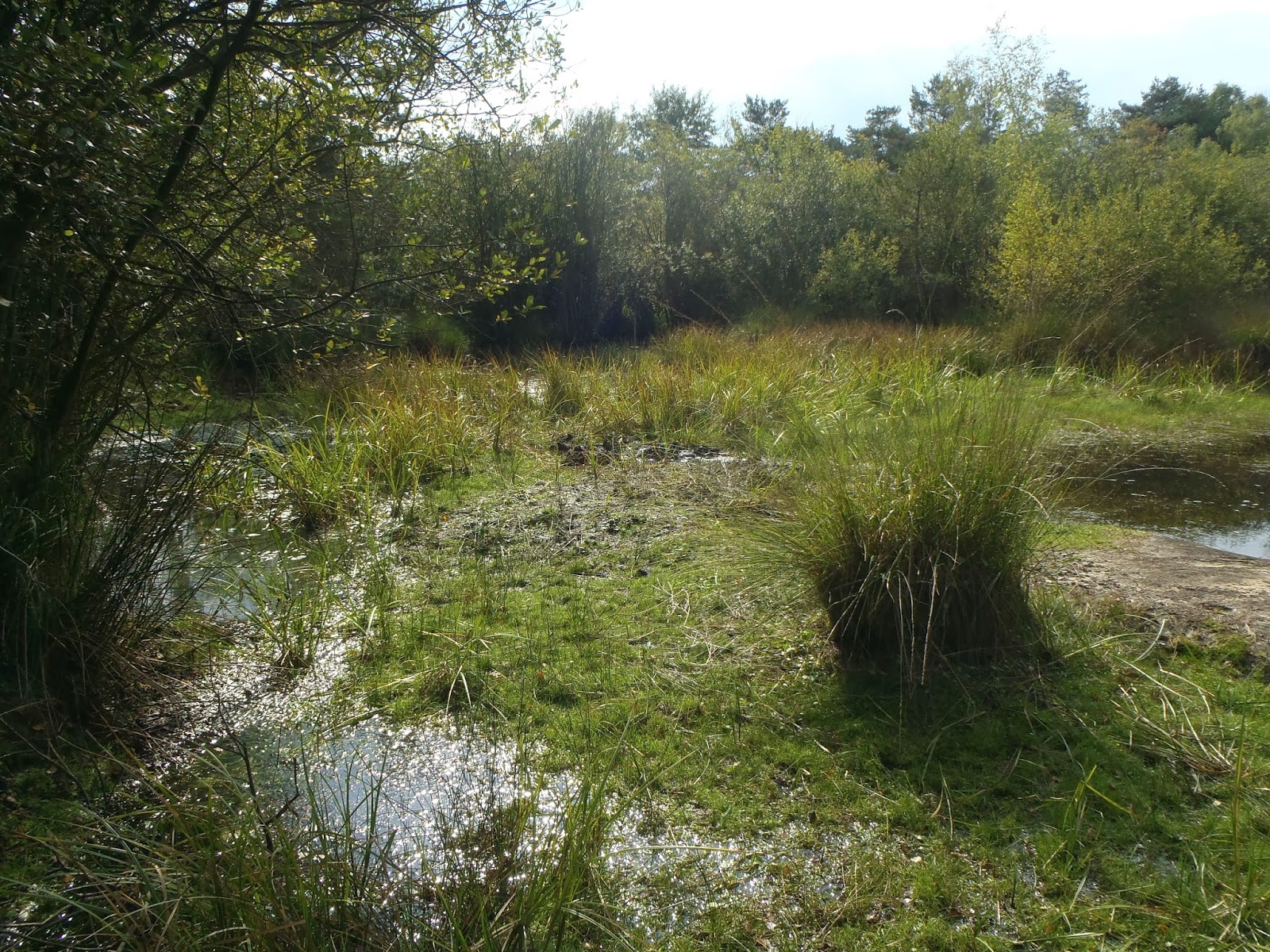 rando sac au dos - par Bleausard 77: 20 - Petite Promenade en Foret de  Fontainebleau - Plaine de la Haute Borne - Plati&egrave;res des B&eacute;orlots