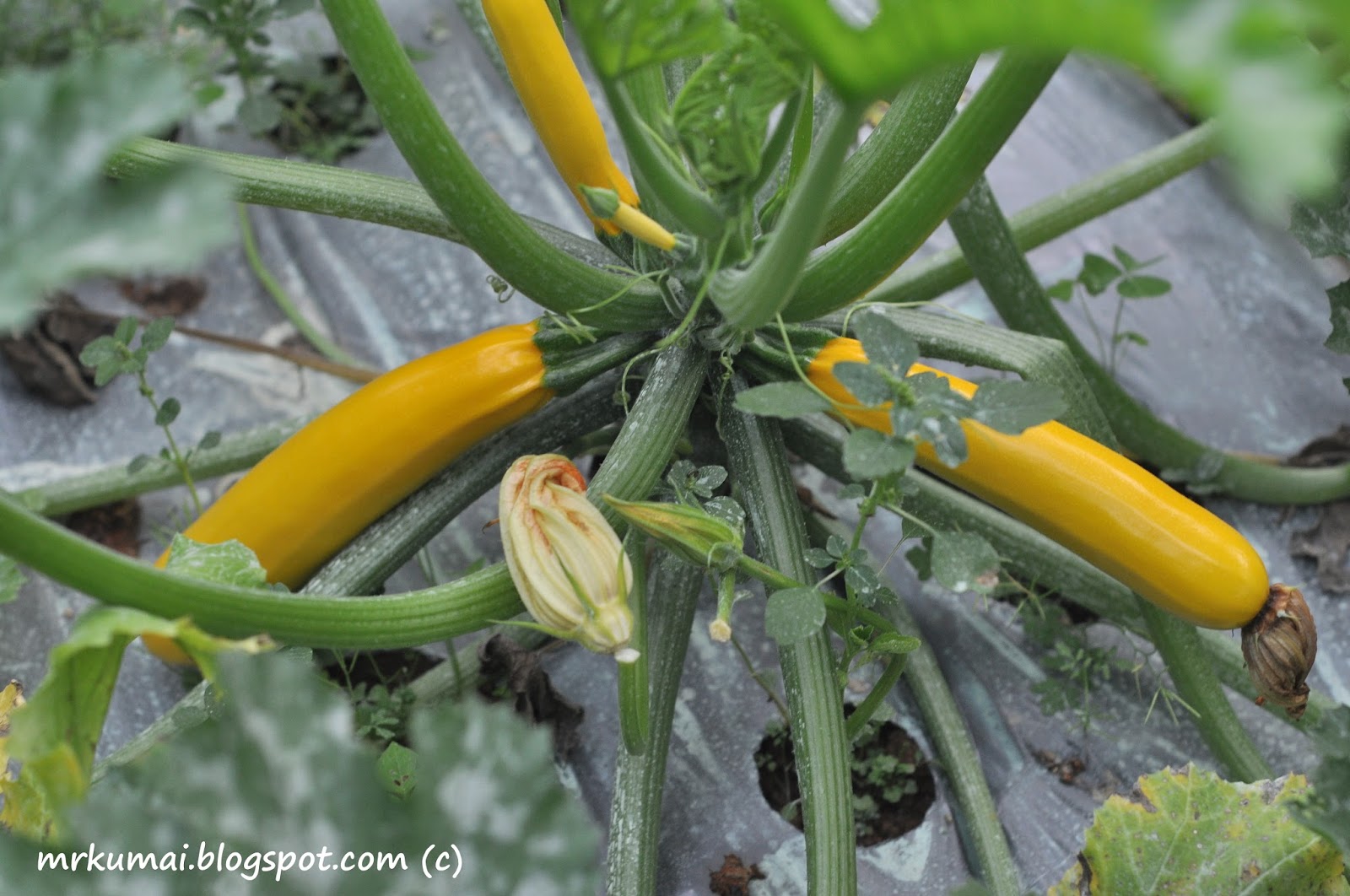 mrkumai.blogspot.com: Kebun Zukini Kuning di Tanah Rata