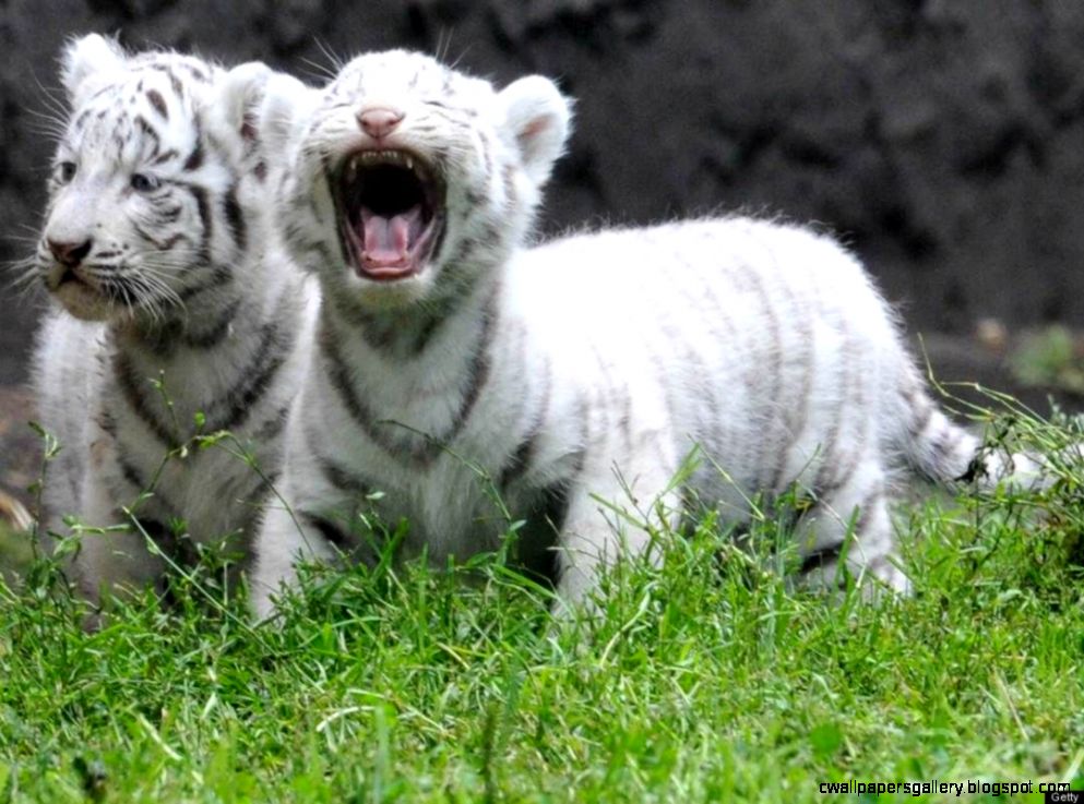 Cute Baby White Tiger Cubs HD Wallpapers HD Wallpaper