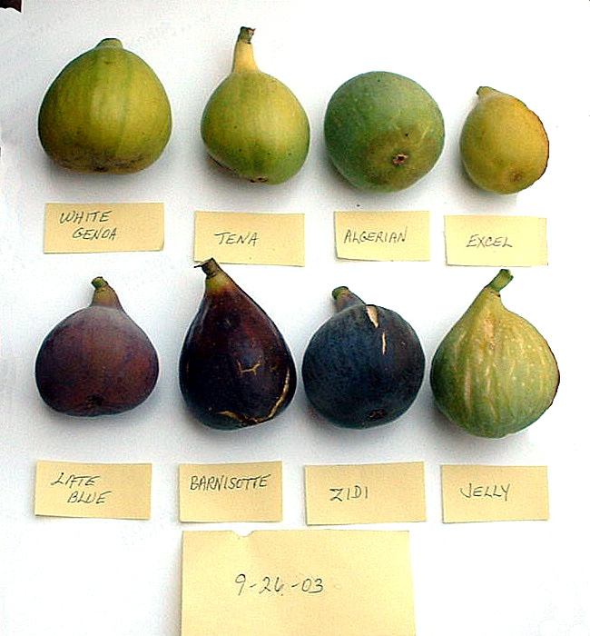 Late Blue Fig Var Tin