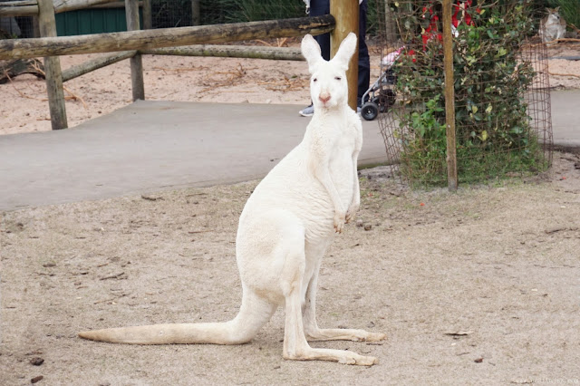  Caversham Wildlife Park