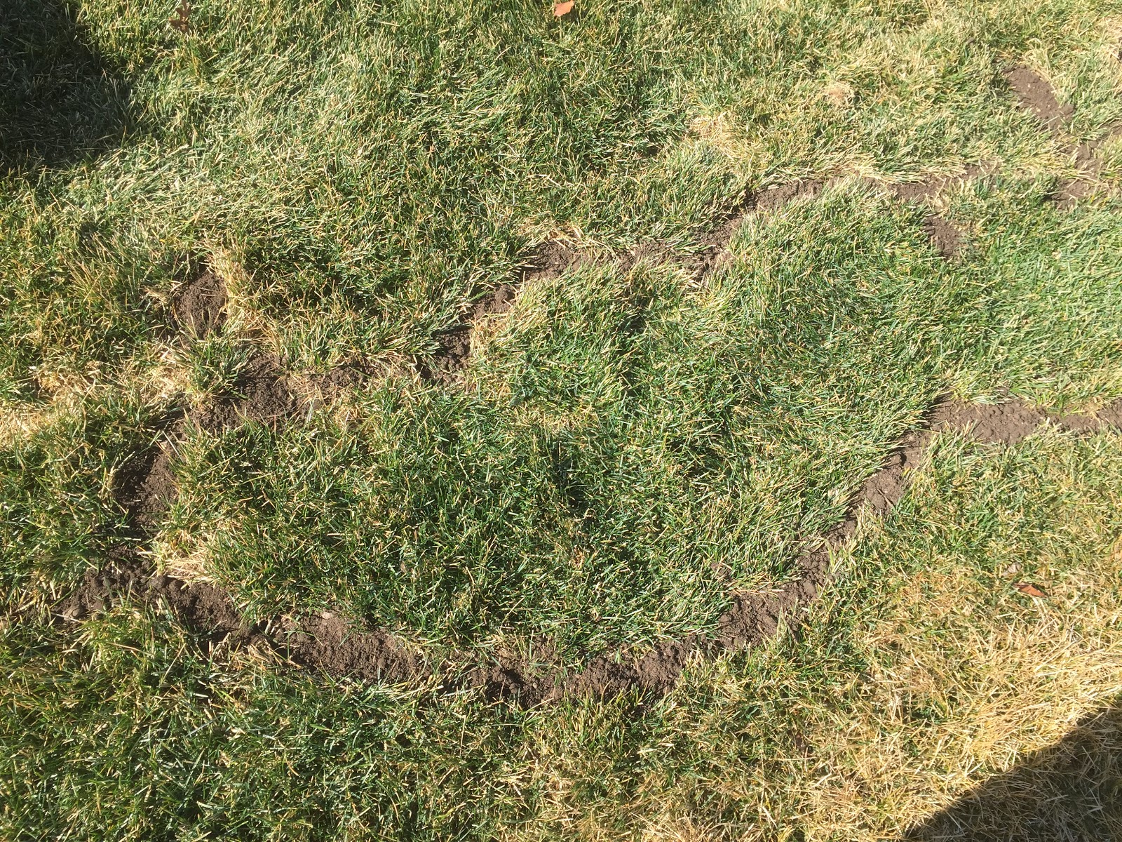 Vole Trenches in Lawn (Photos) [Backyard Neophyte Landscaping Blog]
