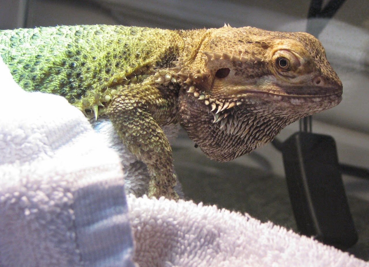 bearded-dragon-heating-lamp-mercury-vapor-bulb.jpg