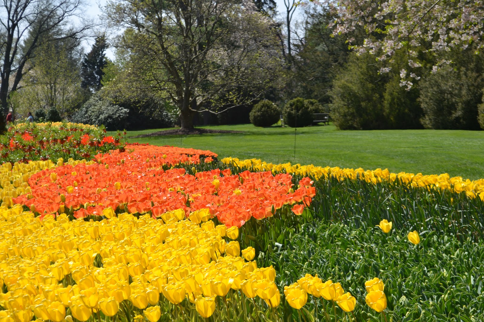 It's All About Purple Longwood Gardens in Spring