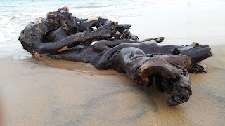 Piece of lifeless wood at sea bank