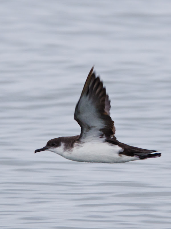 Cory's Shearwater resting