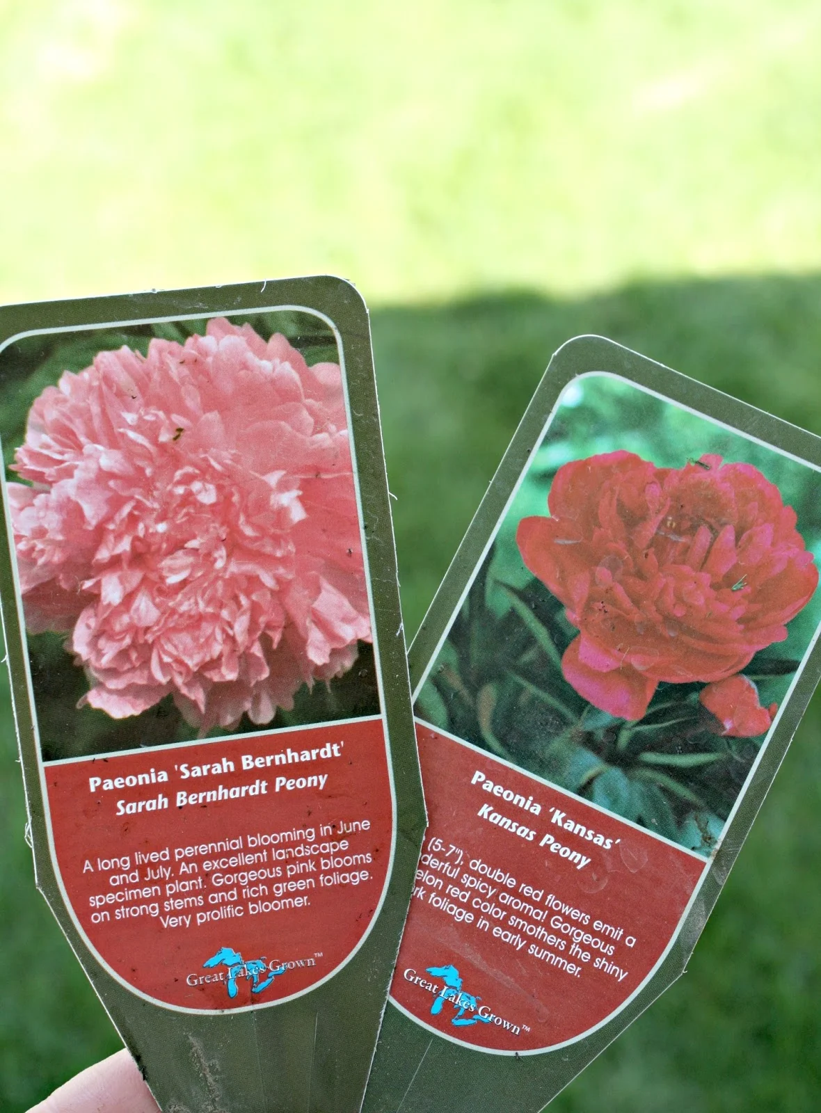 How to successfully grow peonies