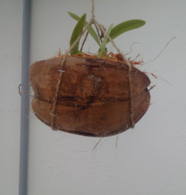 gardening, coconut flower pots, orchids, flower pot, hanging flower pots, gardening crafts ideas, gardening recycle, coconut husks, moist flower for longer period, gardening reuse gardening, coconut flower pots, orchids, flower pot, hanging flower pots, gardening crafts ideas, gardening recycle, coconut husks, moist flower for longer period, gardening reuse