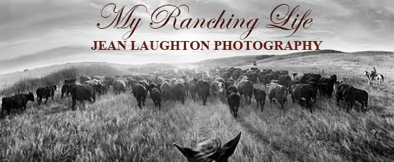 My Ranching Life