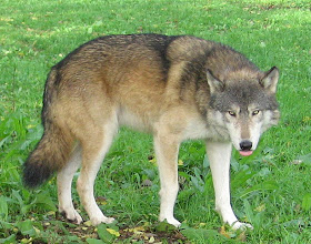 The Life of Animals: Great Plains Wolf