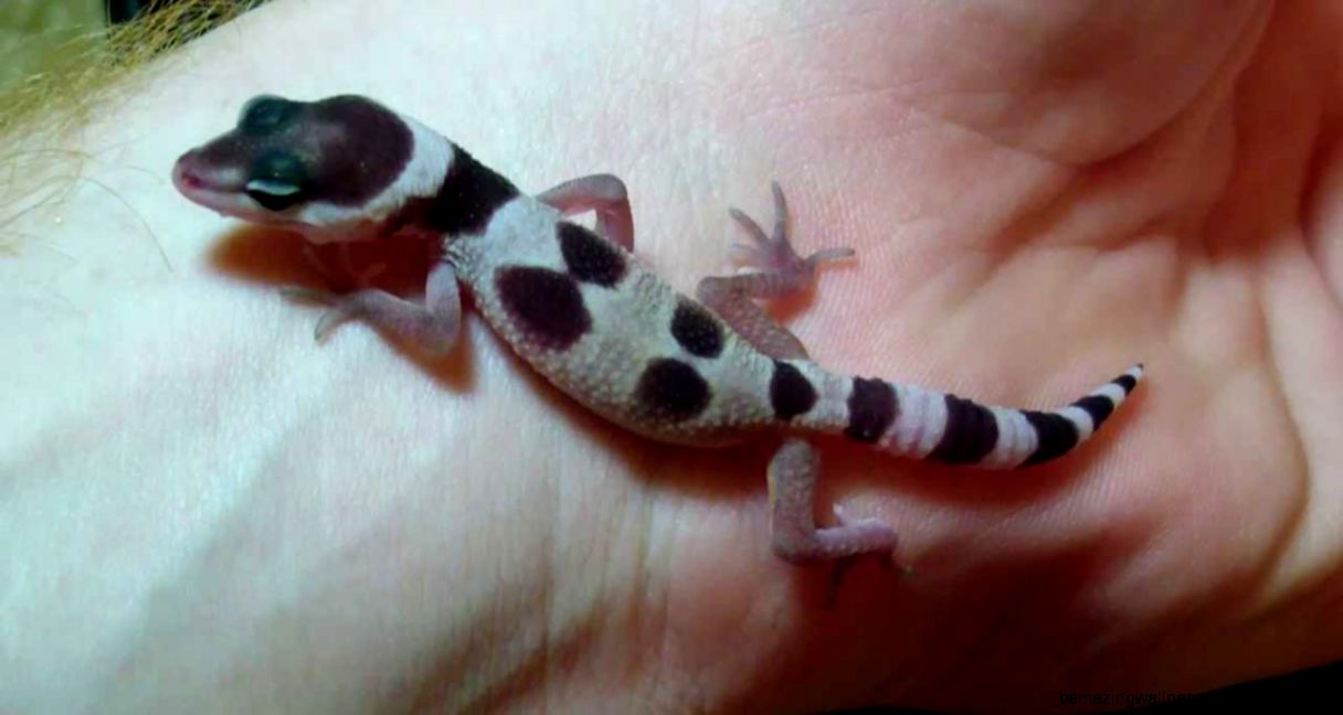 Baby Leopard Gecko   YouTube