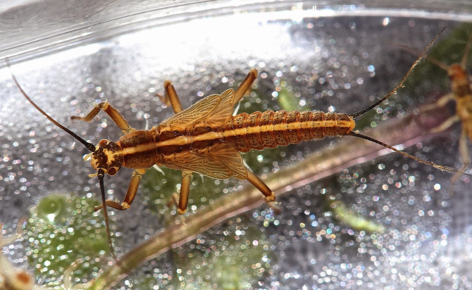 Aquatic Insects of Central Virginia: Winter stoneflies on a cold winter ...