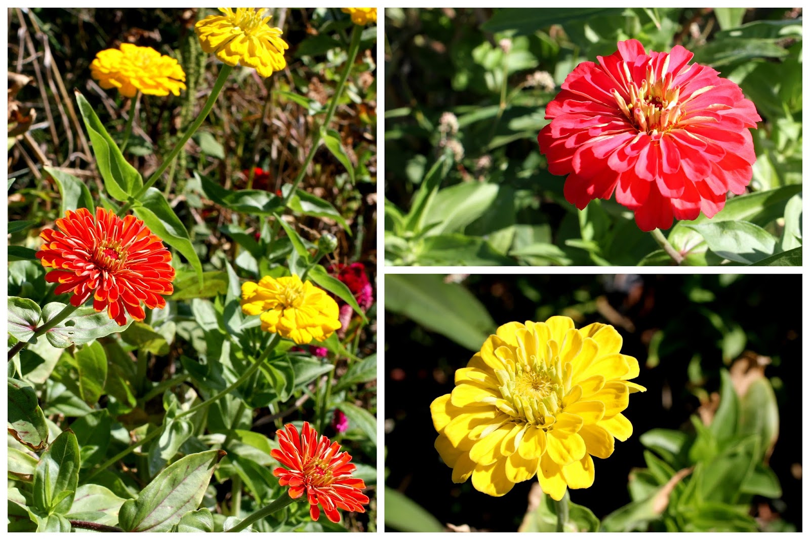 la famiglia A morning at Maple Acres Farms