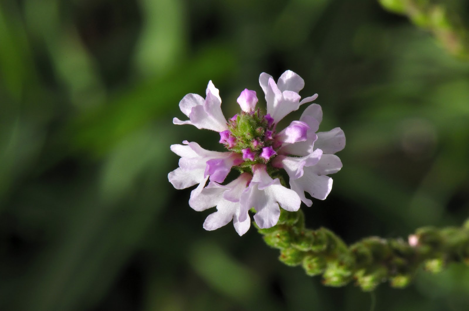Desde Alájar Verbena