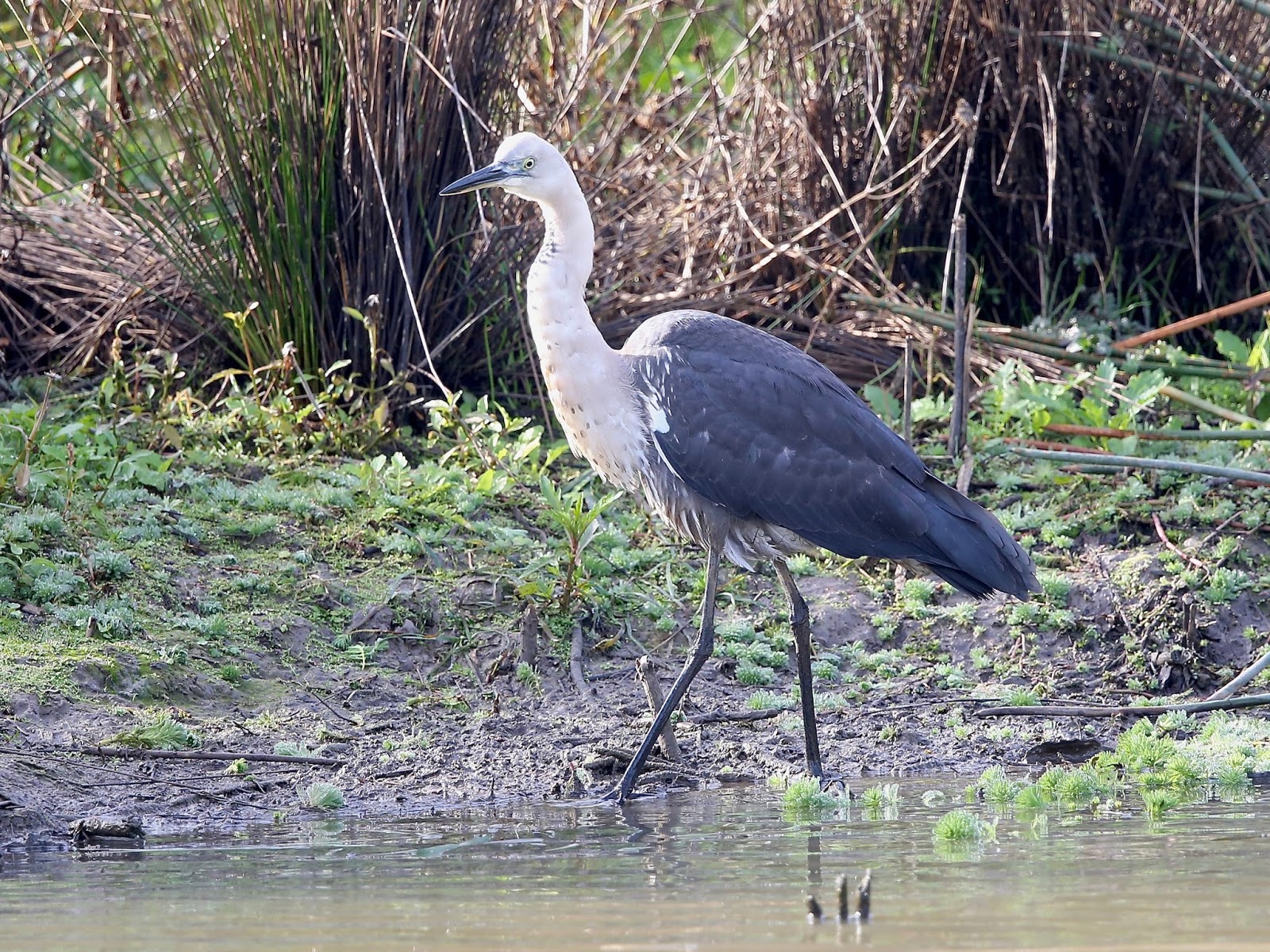 Avithera Whitenecked Heron Sale Common wetland
