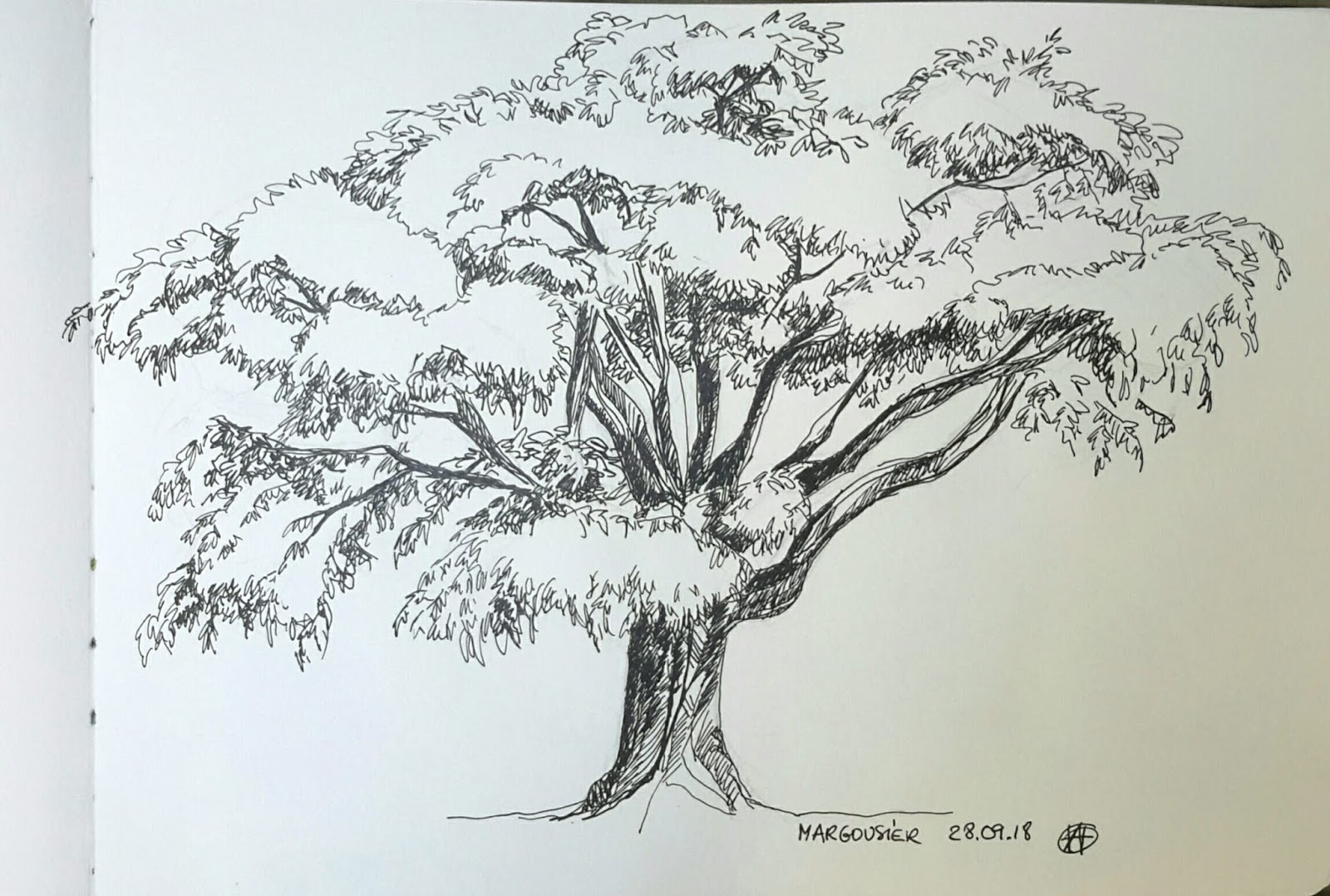 Comment dessiner un arbre - Blog - Dessindigo