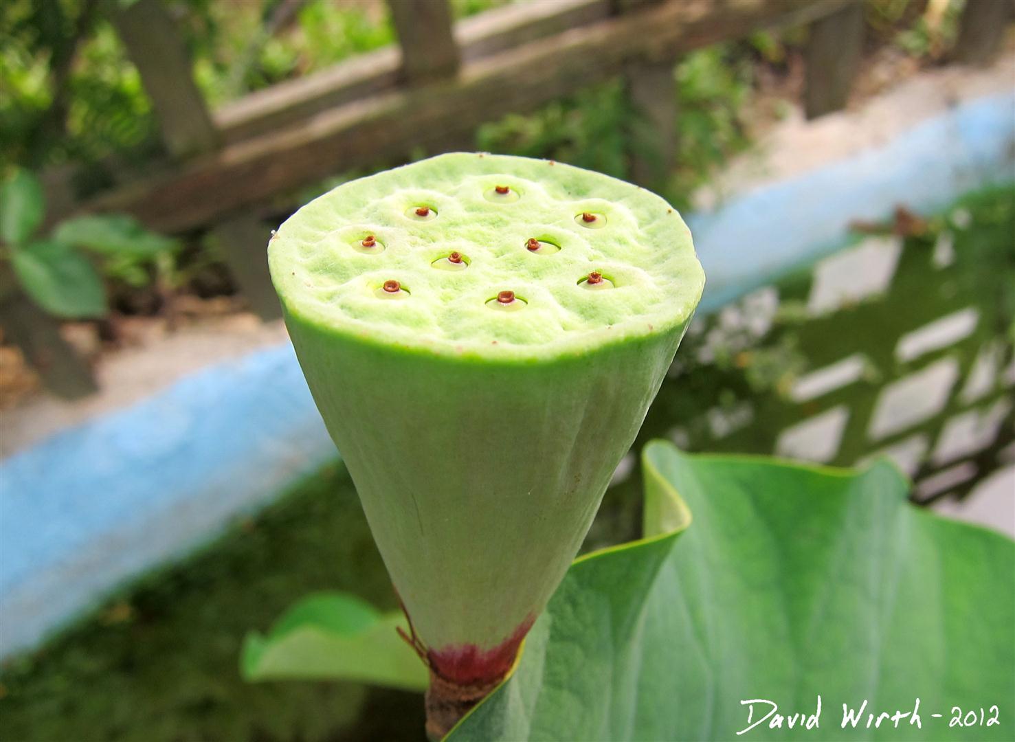 How to Grow a Lotus Plant