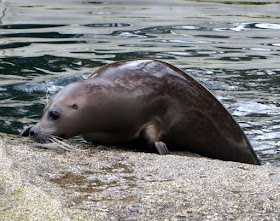 Tierpark Neumünster: Eine supersüße Seehunddame und eine Frühjahrsverlosung Seehund Seehündin Seehunde Zoo Seehundbecken Verlosung Gewinnspiel Dorle