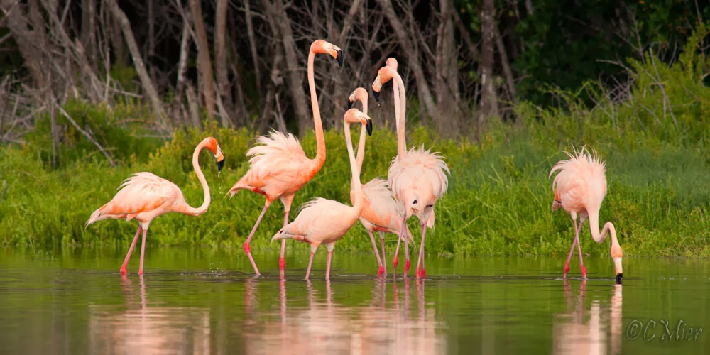 Nature Photography from a Canoe Flamingos sited in Everglades City