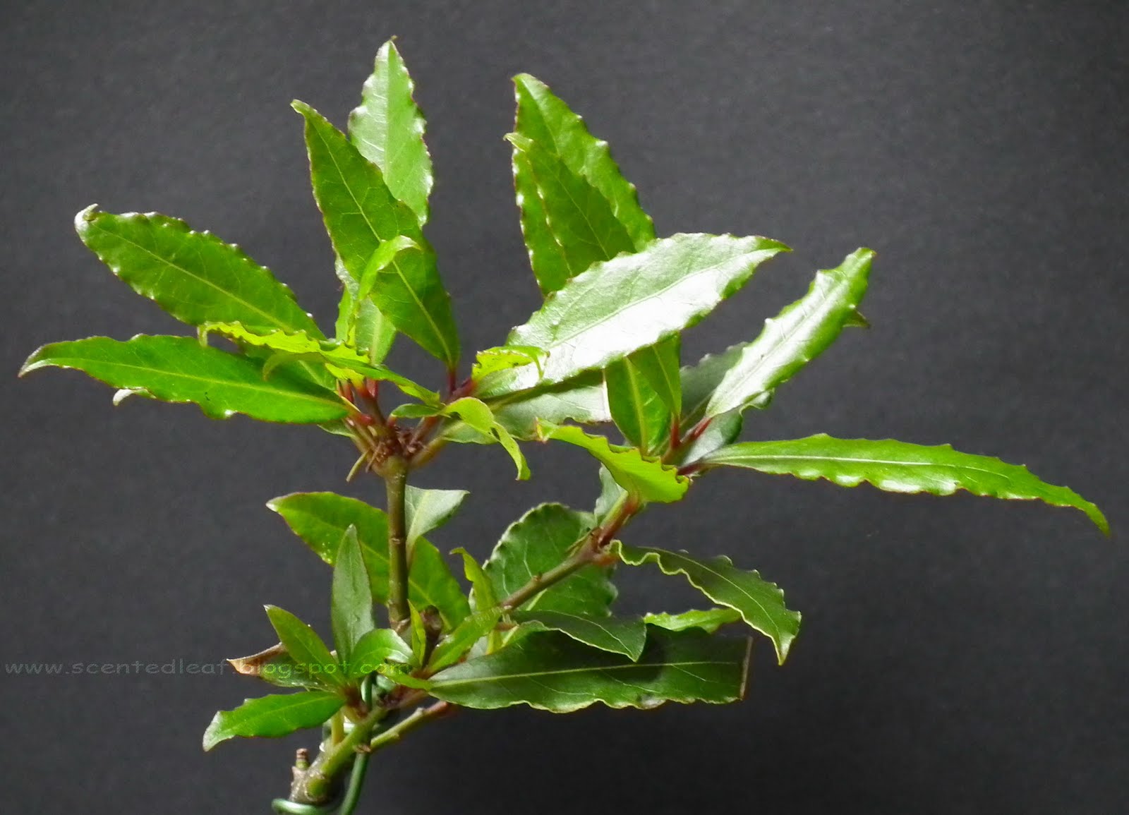 Scented Leaf Bay Laurel Bonsai
