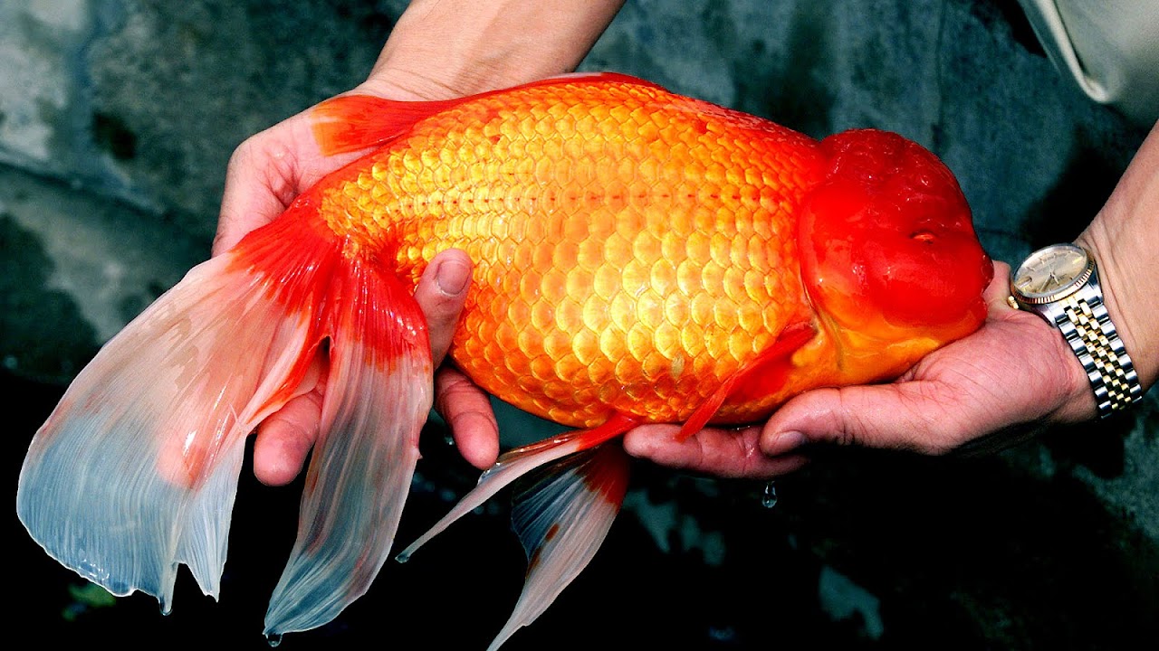 What Kind Of Fish Can I Put With Goldfish Gold Choices
