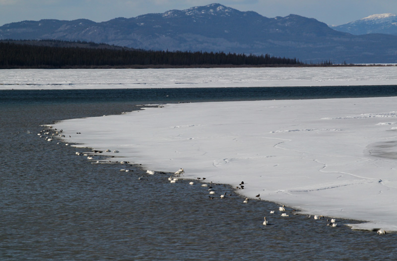 badgerbrush Swans of the Tagish Bridge on the Yukon River