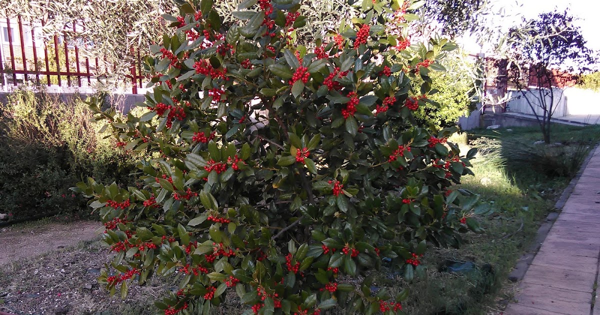 EL HUERTO DEL PALOMAR: ÁRBOLES DE HOJA PERENNE