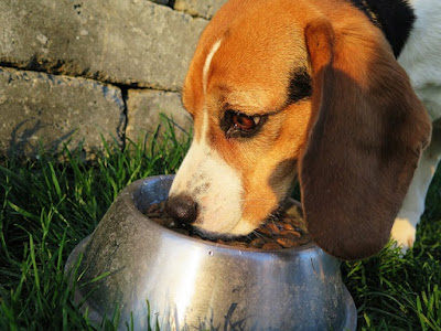alt="beagle comiendo"