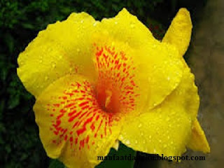 Manfaat Bunga Tasbih Bagi Kesehatan | Kesehatan