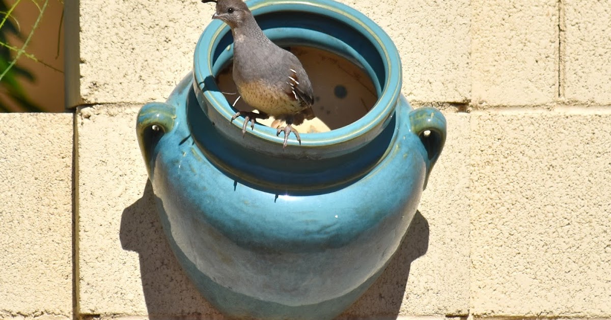 Fountain Hills Photos "Out & About" Quail Photos