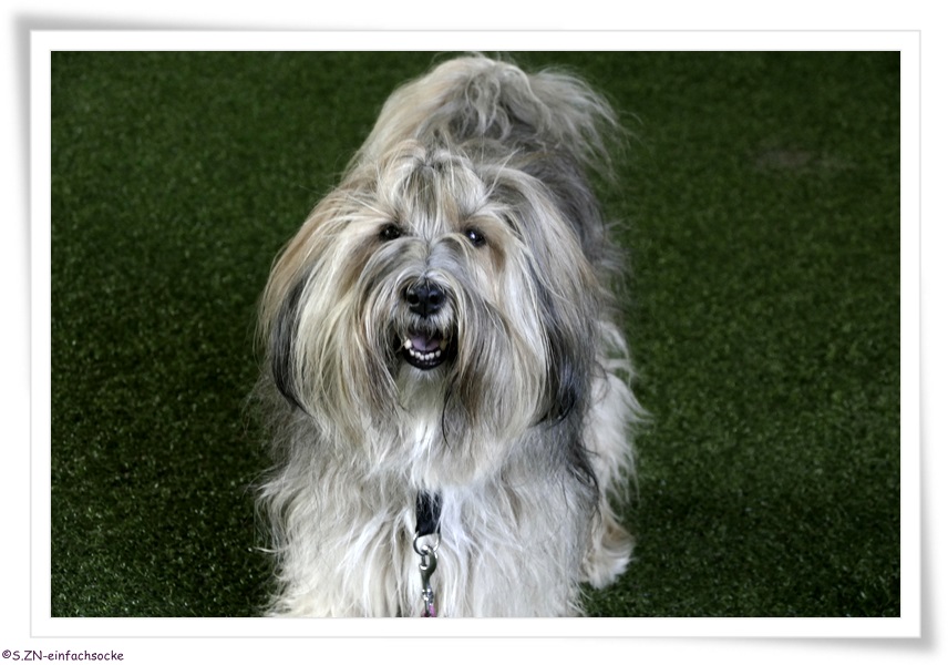[Hundeblog] Einfach Socke Physiotherapie &amp; Krankengymnastik beim Hund&hellip;