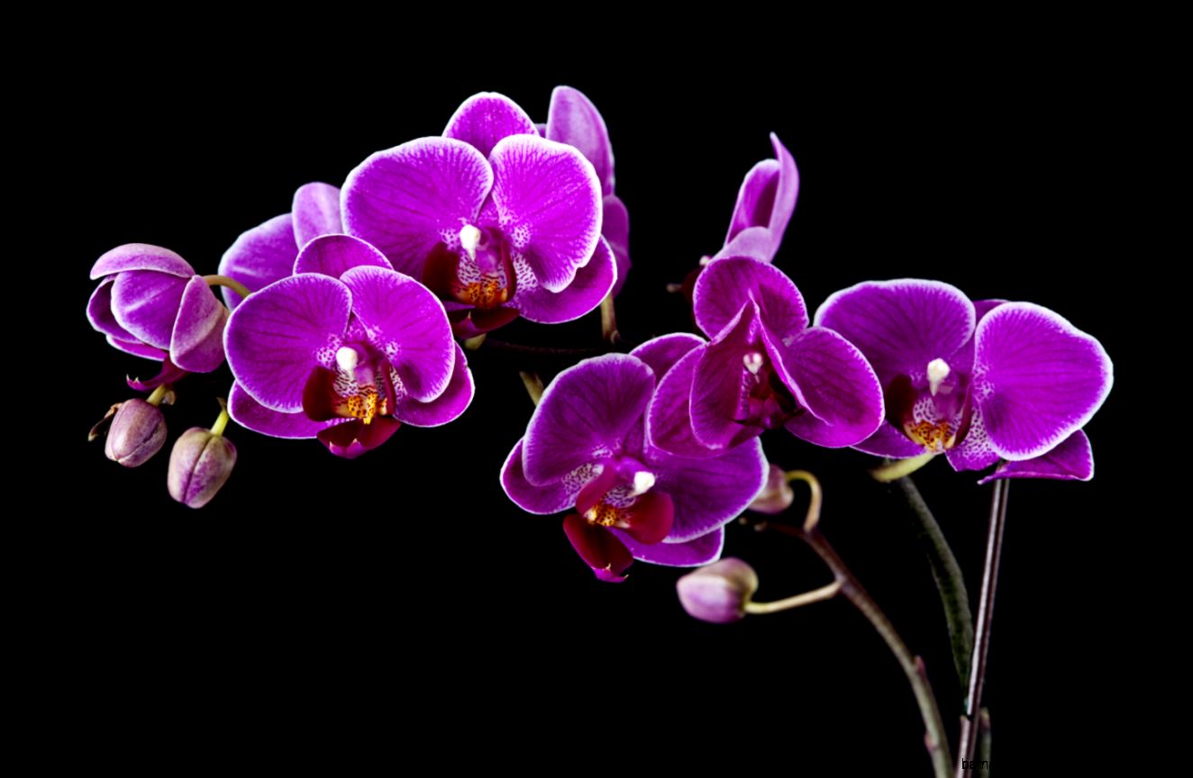 How To Care For Orchids Flower