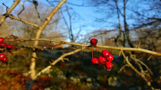 Frutos de espino Albar Crataegus, detalle del fruto