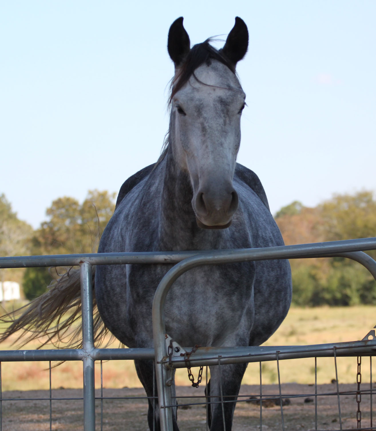 Springstone Horses Luna