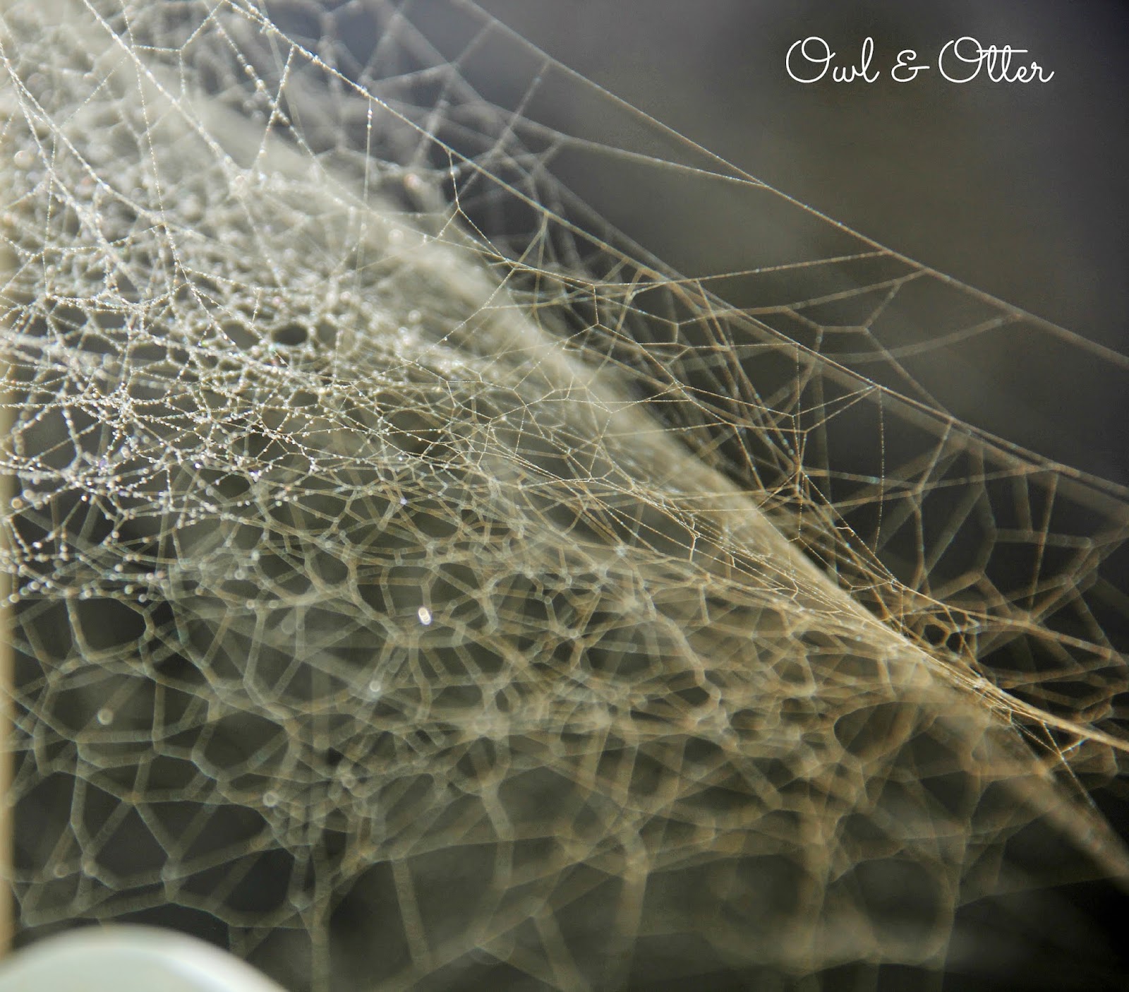 Spray Paint, Glitter, and Spider s