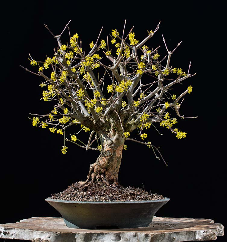 Walter Pall Bonsai Adventures dogwood in bloom
