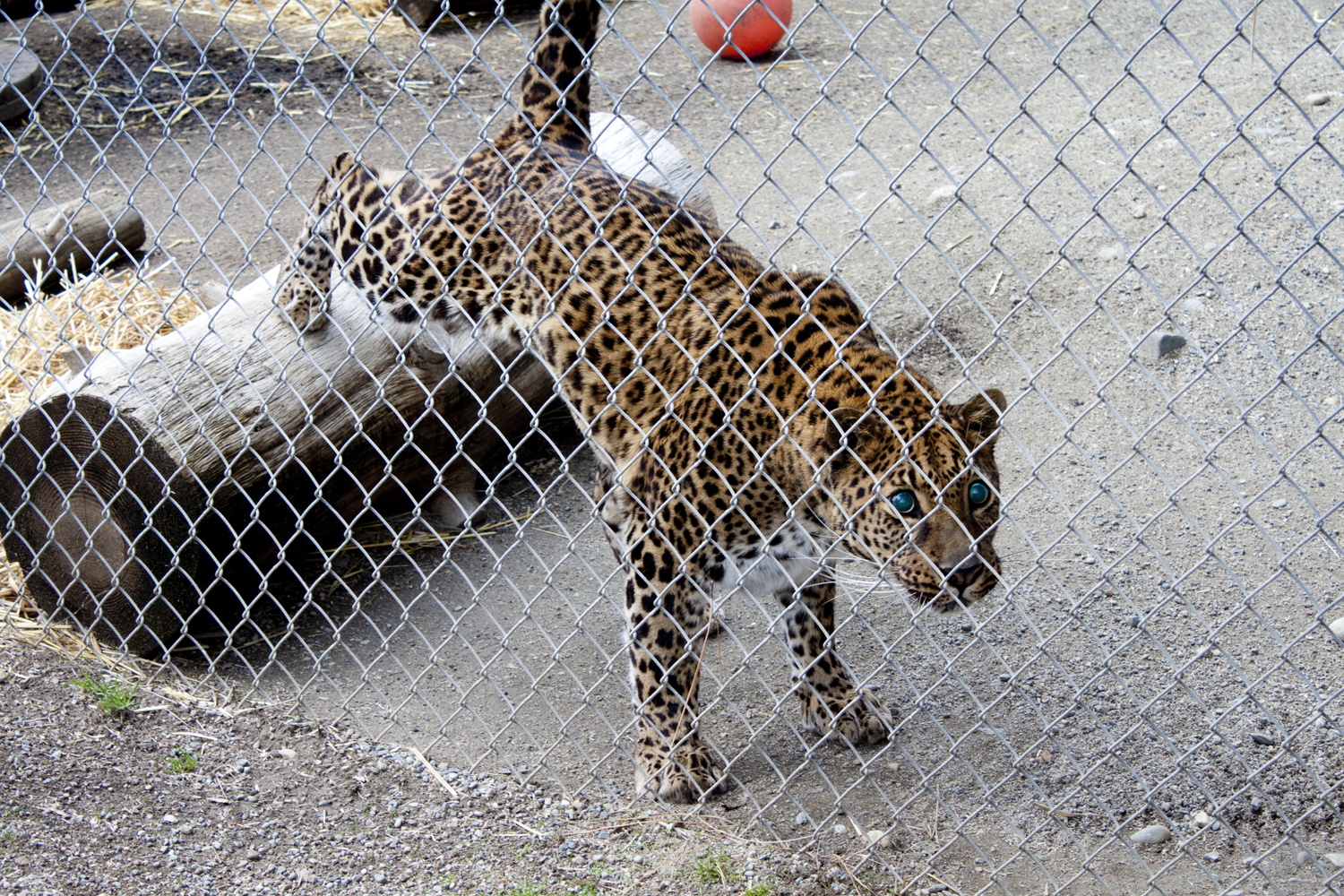 This jaguar is hungry! He's eyeing the meat that the trainer has.