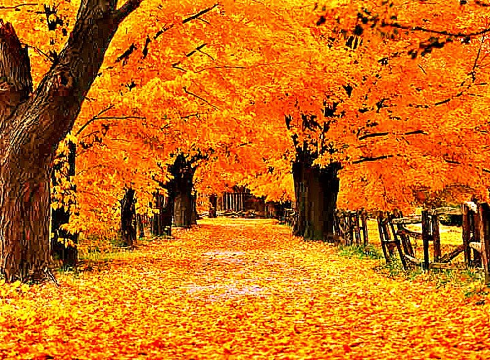  Autumn Screensavers Free HD Wallpapers