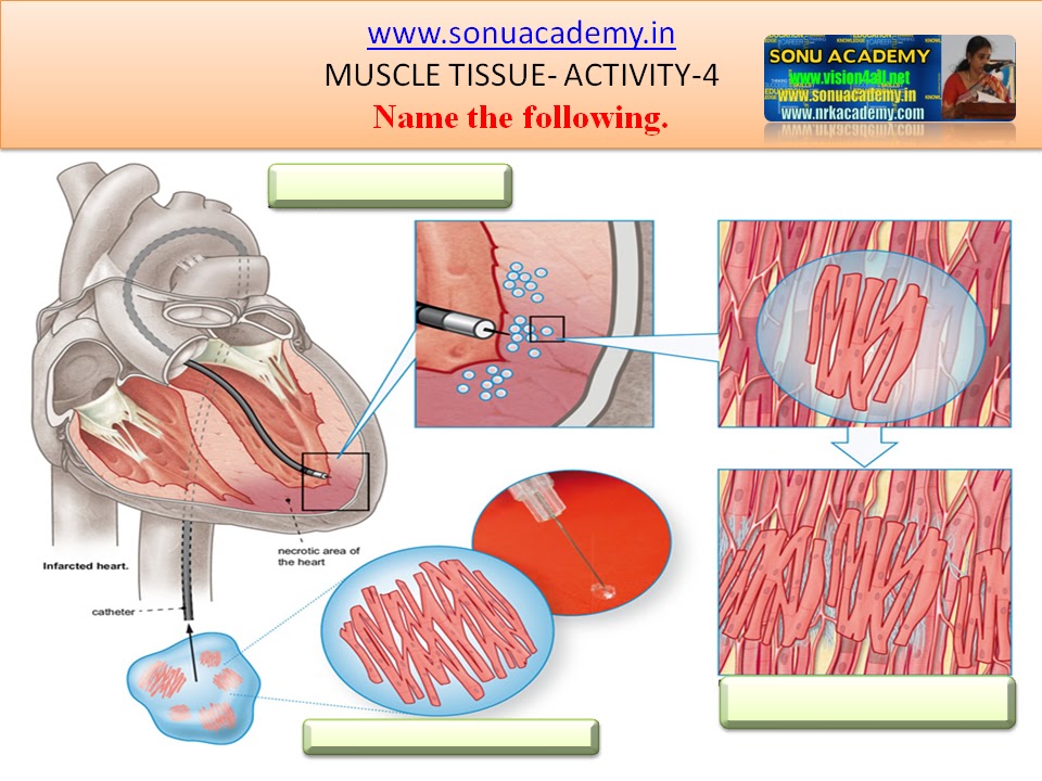 SONU ACADEMY: MUSCLE TISSUE-ACTIVITY(4)